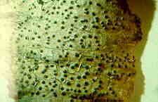 lich18.jpg (5433 bytes)