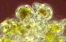 lich19.jpg (4552 bytes)