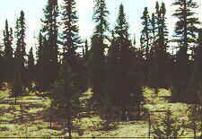 lich2.jpg (7549 bytes)