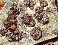 lich20.jpg (9755 bytes)