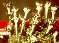 lich21.jpg (6261 bytes)