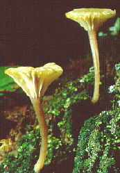 lich22.jpg (8160 bytes)