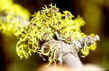 lich27.jpg (5333 bytes)