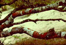 lich3.jpg (8170 bytes)