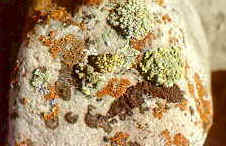 lich7.jpg (8635 bytes)