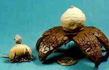 lycop3.jpg (4056 bytes)