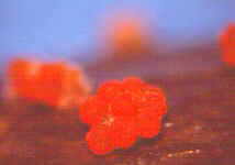 nectria2.jpg (14042 bytes)