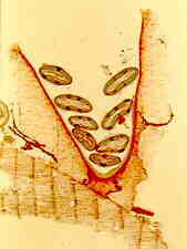 nidul2.jpg (4983 bytes)