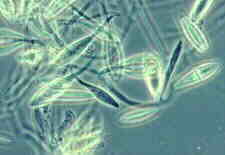 onygen6.jpg (19131 bytes)