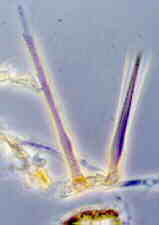 ophio6.jpg (14198 bytes)