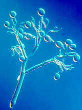 perono1.jpg (5449 bytes)