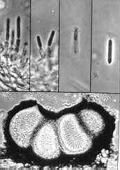phacid5.jpg (8108 bytes)