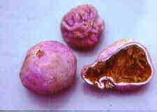 phall10.jpg (3778 bytes)