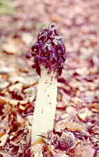 phall3.jpg (5525 bytes)