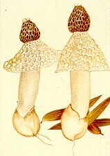 phall5.jpg (5528 bytes)