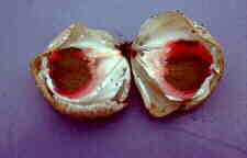 phall6.jpg (3241 bytes)