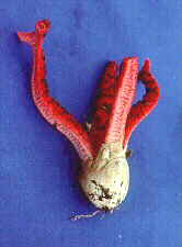 phall7.jpg (4858 bytes)