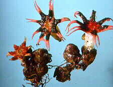 phall9.jpg (7918 bytes)