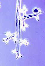 plasmop1.jpg (4308 bytes)