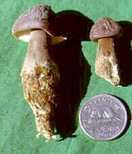 plutea1.jpg (7452 bytes)