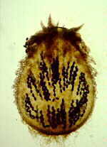 podos1.jpg (18524 bytes)