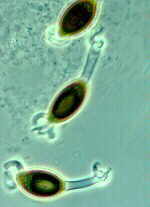 podos3.jpg (14105 bytes)