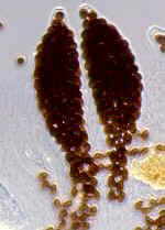 podos4.jpg (19670 bytes)