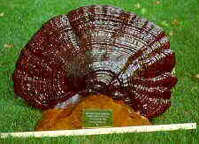 polypor6.jpg (7475 bytes)