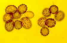 russ2.jpg (3243 bytes)