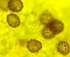 russ6.jpg (5306 bytes)