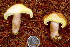 russ8.jpg (8521 bytes)