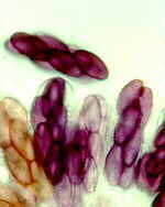 saccob.jpg (14636 bytes)