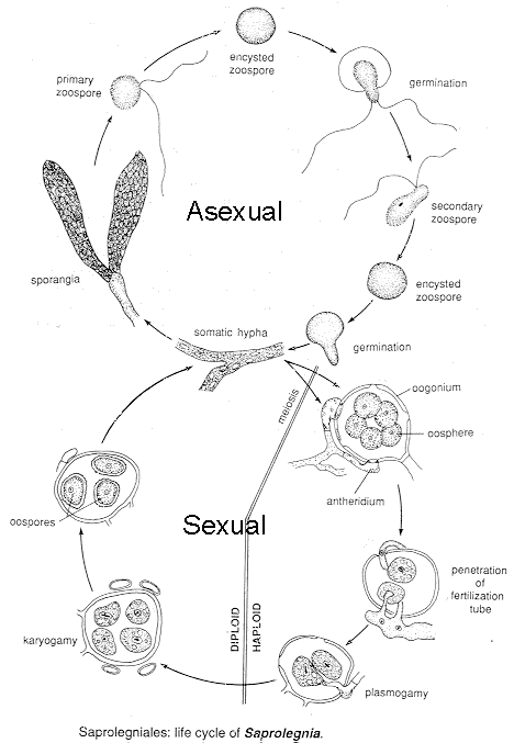 saprolc.gif (27262 bytes)