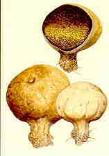 sclerod3.jpg (4755 bytes)