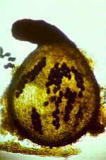 sord1.jpg (22165 bytes)