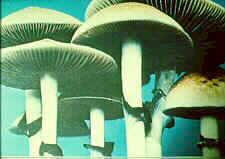 stroph1.jpg (6380 bytes)