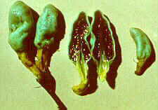 stroph5.jpg (6278 bytes)