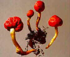 stroph6.jpg (5796 bytes)