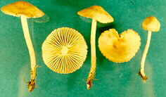 tricho10.jpg (5938 bytes)