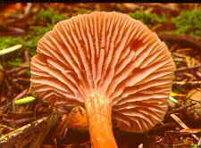 tricho11.jpg (8619 bytes)