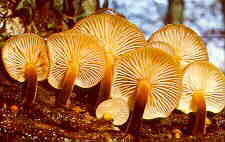 tricho12.jpg (6104 bytes)