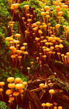 tricho13.jpg (8736 bytes)