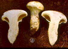 tricho14.jpg (6317 bytes)