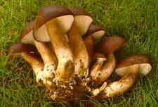 tricho15.jpg (5276 bytes)