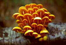 tricho16.jpg (6020 bytes)