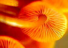 tricho17.jpg (4778 bytes)