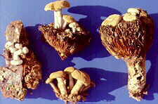 tricho18.jpg (7843 bytes)