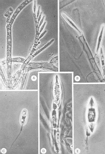 trichom.gif (24134 bytes)