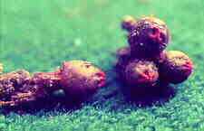 tulost2.jpg (4582 bytes)