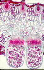 ured3.jpg (6752 bytes)